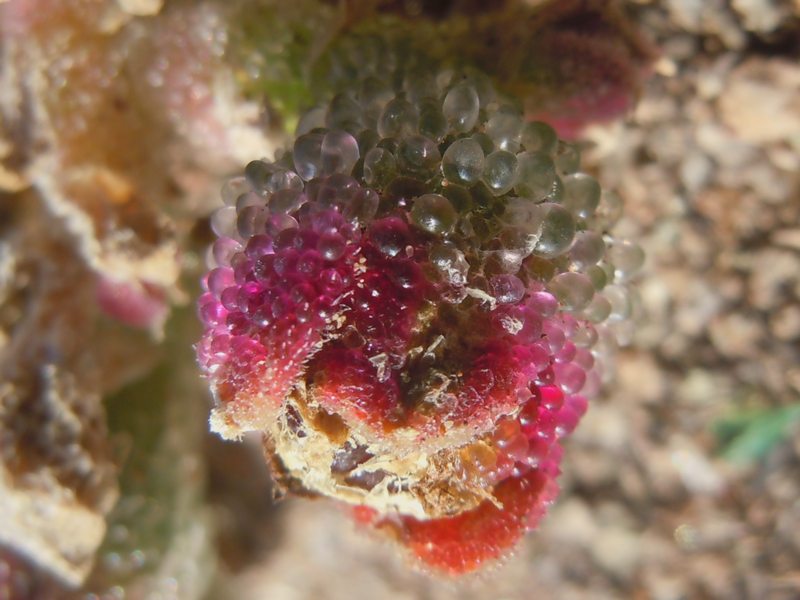 piante succulente - Mesembrianthemum  sp.